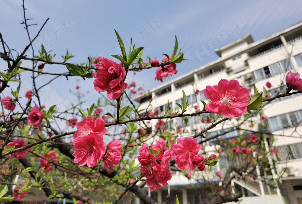 桂林鴻程花團(tuán)錦簇，滿園春色，邀您一起共賞春景，共商大計(jì)！